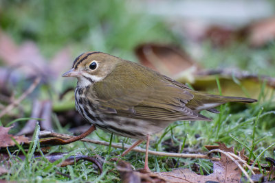 Ovenbird