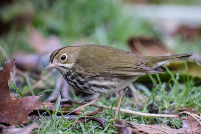 Ovenbird