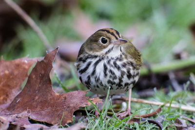 Ovenbird