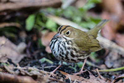 Ovenbird