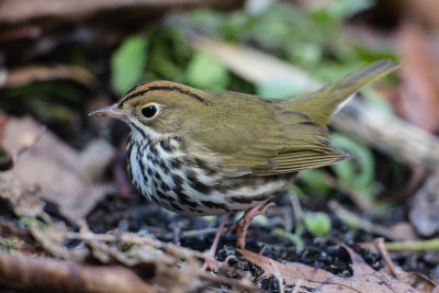 Ovenbird