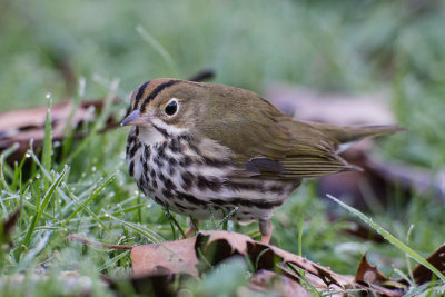 Ovenbird