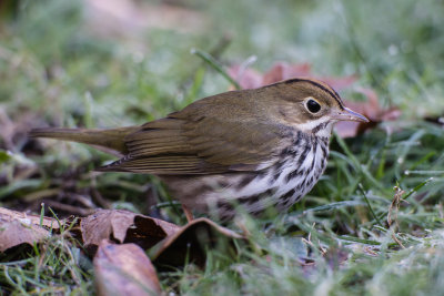 Ovenbird