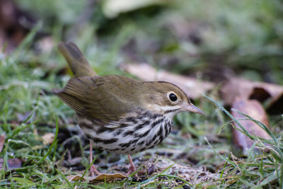 Ovenbird