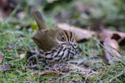 Ovenbird
