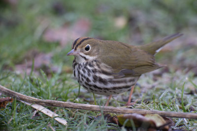 Ovenbird