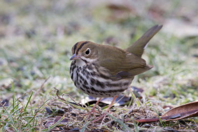 Ovenbird
