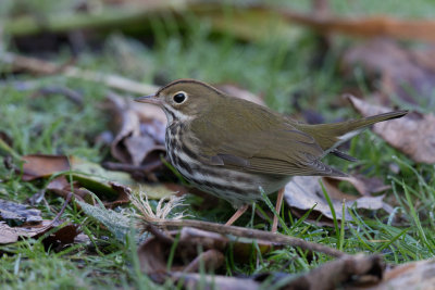 Ovenbird