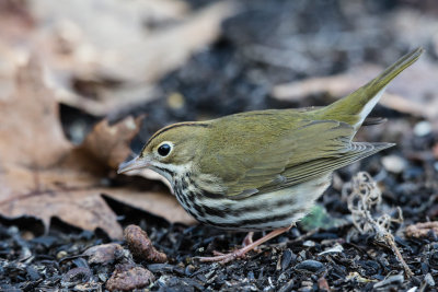 Ovenbird