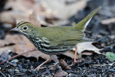 Ovenbird