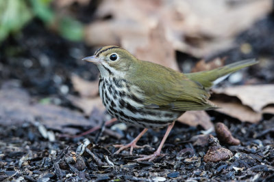 Ovenbird