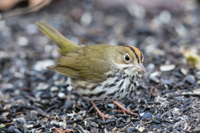 Ovenbird