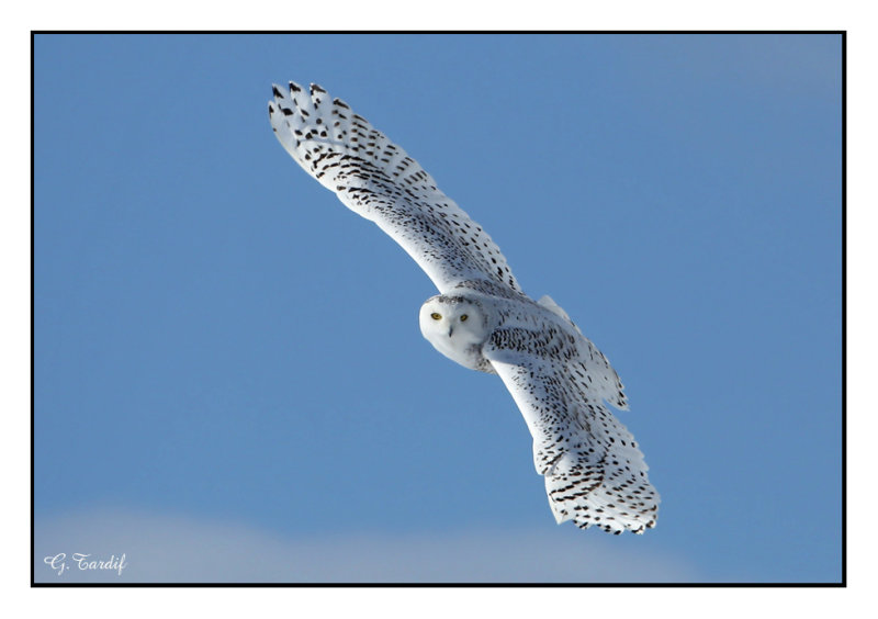 Harfang des neiges / Snowy Owl