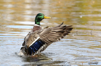 Canard Colvert / Mallard