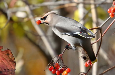 Jaseur Boral / Bohemian Waxwing