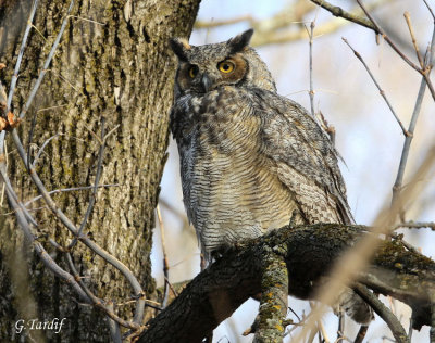 Grand Duc D'Amrique / Great Horned Owl