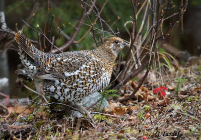 Ttras du Canada / Spruce Grouse