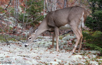 Cerf de Virginie / White-Tailed Deer 