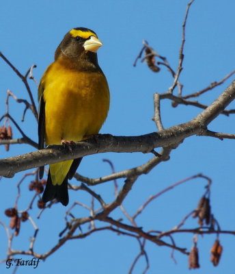 Gros-bec Errant / Evening Grosbeak