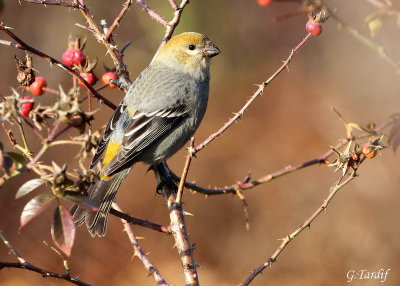 Durbec des Sapins / Pine Grosbeak