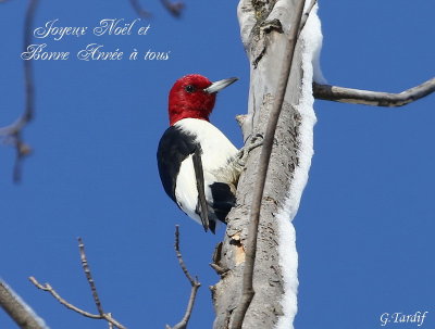 Pic  tte rouge / Red-headed Woodpecker