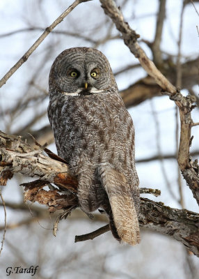 Chouette lapone / Great gray owl