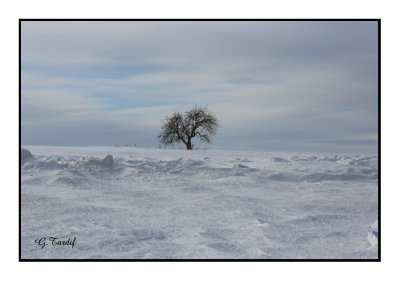 Paysage d'hiver