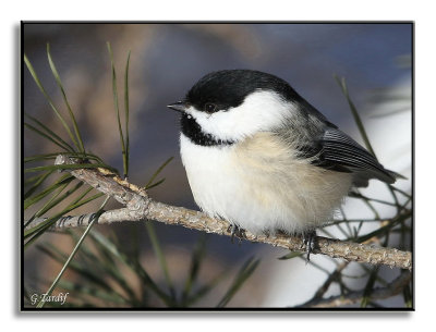 Msange  tte noire / Black-capped Chikadee