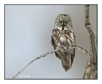 Chouette lapone / Great gray owl