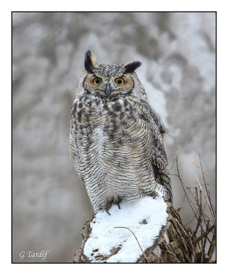 Grand Duc / Great Horned Owl