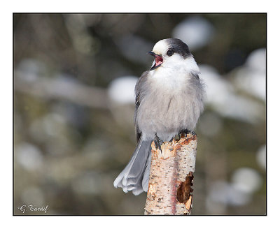 Msangeai du Canada / Gray Jay