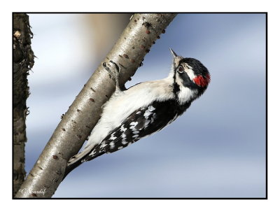 Pic mineur / Downy Woodpecker