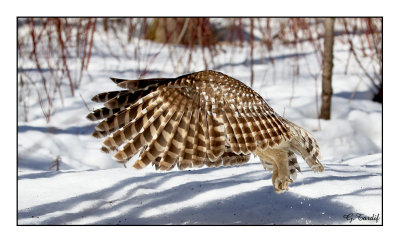 Chouette raye / Barred Owl