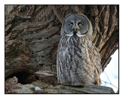 Chouette lapone / Great gray owl