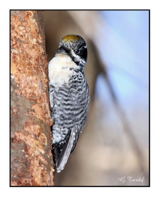 Pic  dos ray / American Three-toed Woodpecker