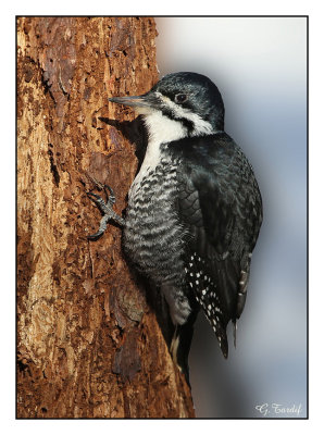 Pic  dos noir / Backed Woodpecker 