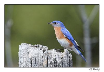 Merlebleu de l'Est / Eastern Bluebird