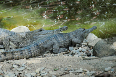 Crocodiles - Kuranda Zoo 