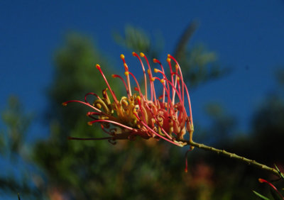 Flower at Ayers Rock