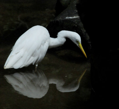 Egret at the Kuranda Bird Sanctuary