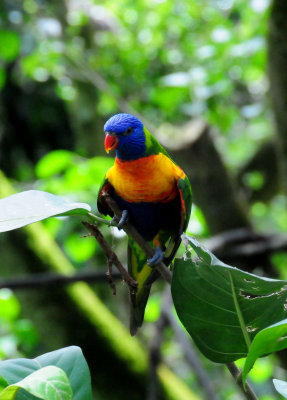 Rainbow Laurakeet  at the Kuranda Bird Sanctuary
