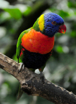 Rainbow Laurakeet  at the Kuranda Bird Sanctuary 