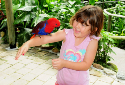 Australian Red-sided Parrot Kuranda Bird Sanctuary 