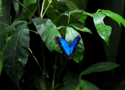 Uylsses Butterfly at the Kuranda Butterfly Sanctuary