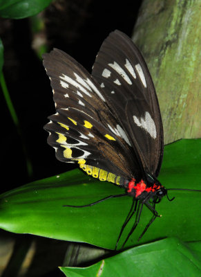 Cairns Birdwing Butterfly at the Kuranda Butterfly Sanctuary 