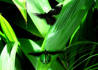 Cairns Birdwing Butterfly at the Kuranda Butterfly Sanctuary 