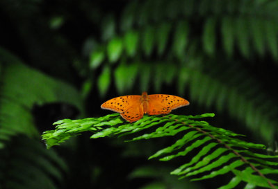 Kuranda Butterfly Sanctuary 