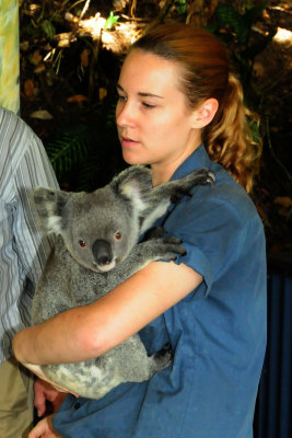 Kuranda Zoo - Koala 