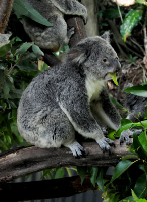 Kuranda Zoo  - Koala