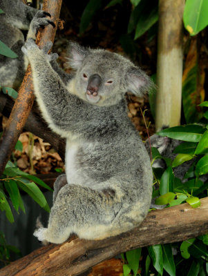 Koala - Kuranda Zoo 